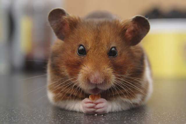 Giftiges für Hamster Tierarzt Dr. Heer, Belle Horn-Bad Meinberg