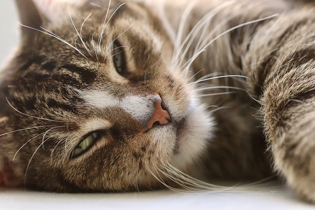 Alte Katze - Die letzte Reise - Wann Sie über Einschläferung nachdenken sollten