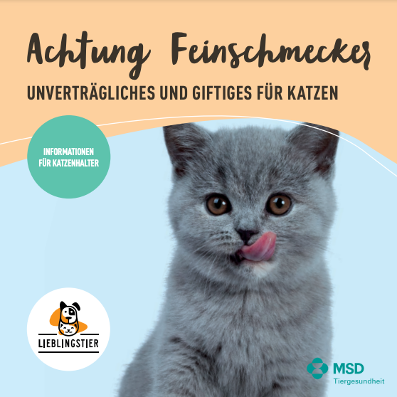 Unverträgliches und Giftiges für Katzen