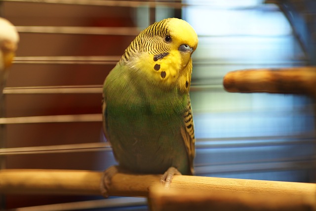Giftiges für Wellensittiche, Papageien und andere Ziervögel Tierarzt Dr. Heer, Belle Horn-Bad Meinberg