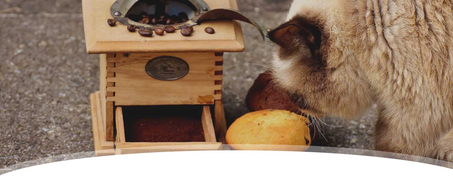 Katze bei Tierarzt Dr. Heer in Belle