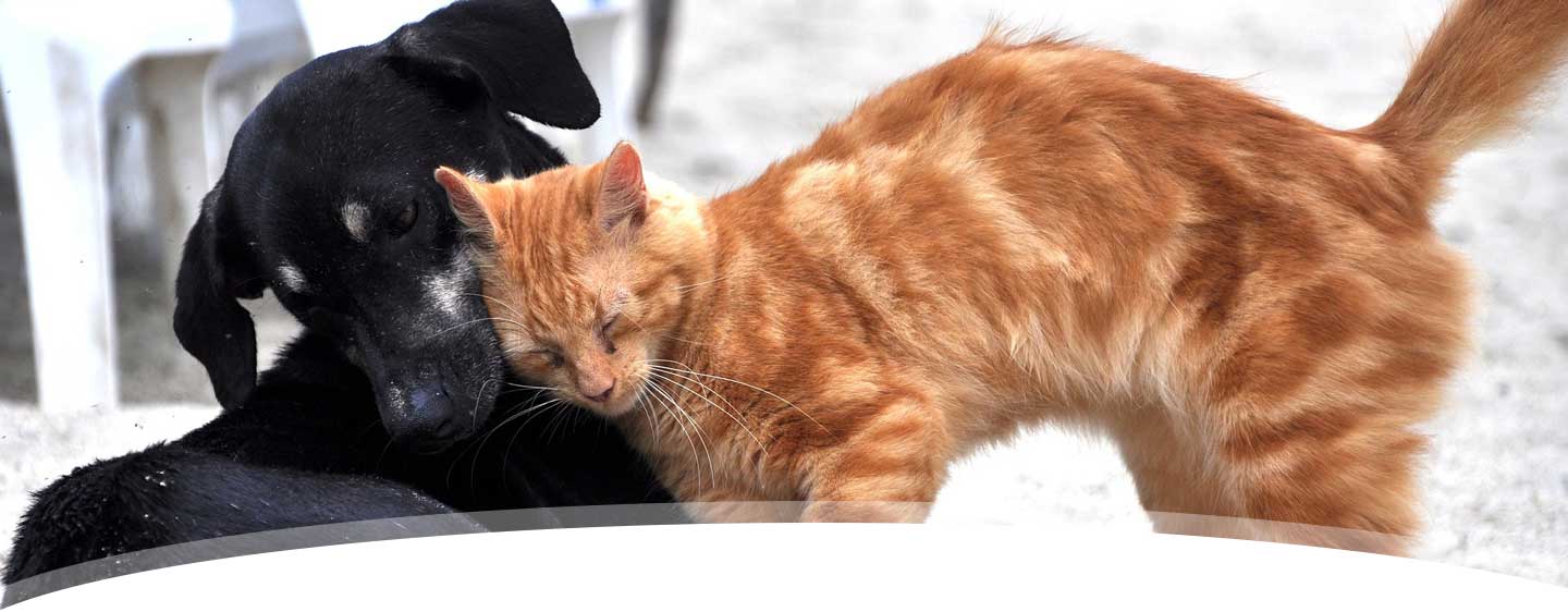 Katze bei Tierarzt Dr. Heer in Belle