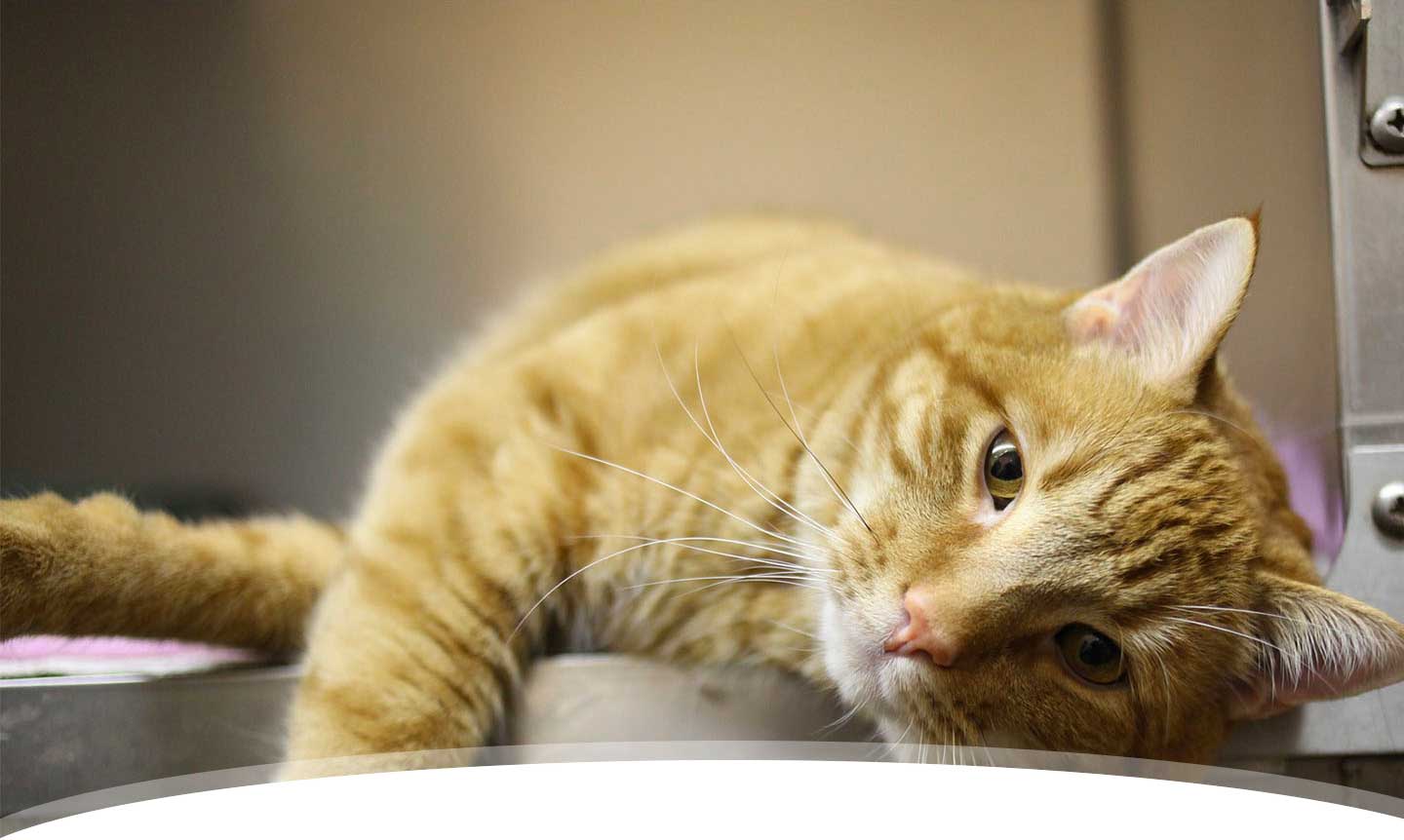 Katze bei Tierarzt Dr. Heer in Belle