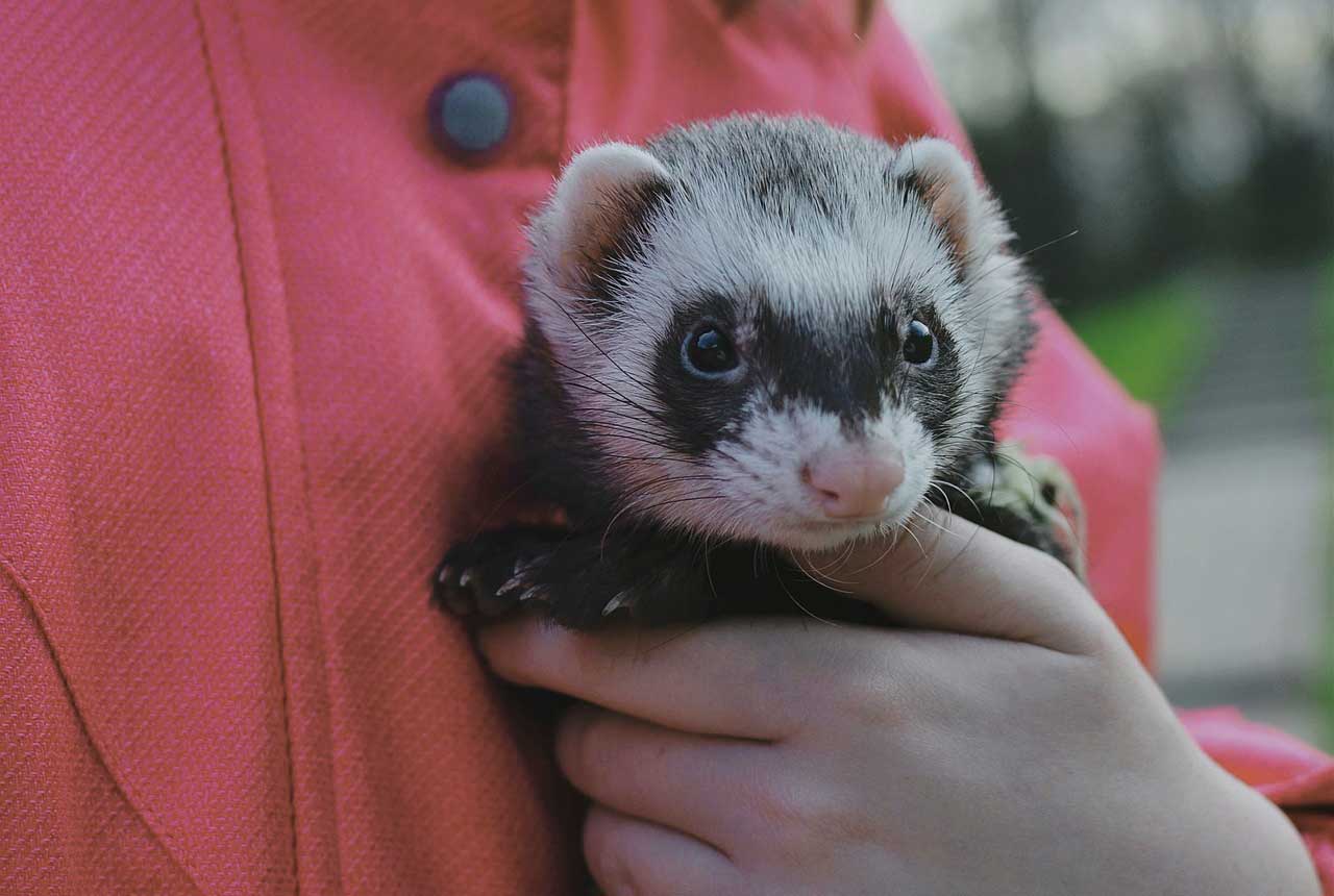 Impfung für Frettchen Tierarzt Dr. Heer, Belle Horn-Bad Meinberg