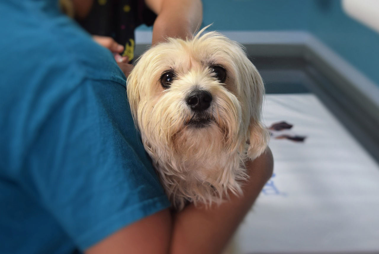 Impfung für Hunde. Tierarzt Dr. Heer, Belle Horn-Bad Meinberg
