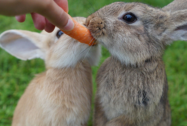 Impfung für Kaninchen Tierarzt Dr. Heer, Belle Horn-Bad Meinberg