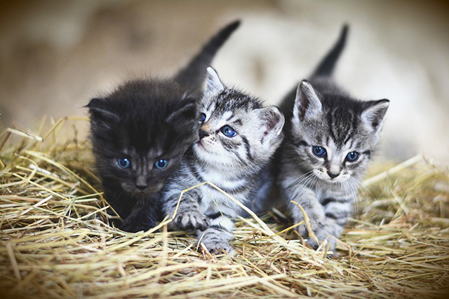 Impfung für Katzen. Tierarzt Dr. Heer, Belle Horn-Bad Meinberg